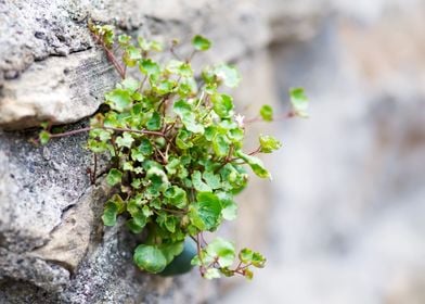 stone covered with Green