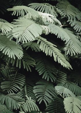 dense foliage