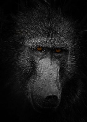 BABOON PORTRAIT