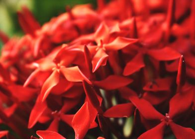 Red Flowers