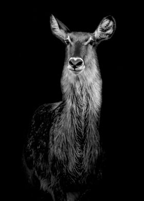 WATERBUCK