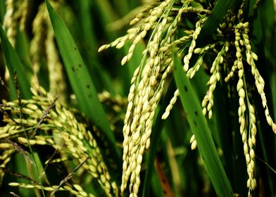 Cultivation of Paddy