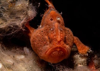 Angry Frogfish