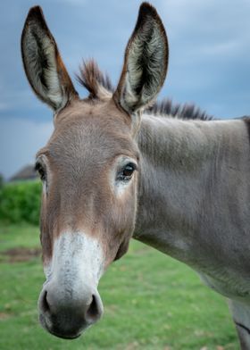 Donkey Chew