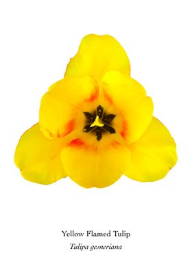 Yellow Flame Tulip
