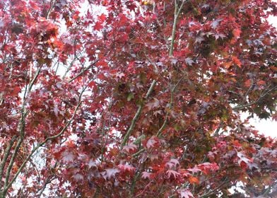 Tree Leaves