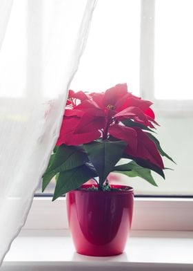 Christmas flower poinsetti