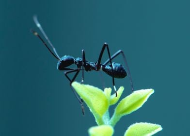 ant