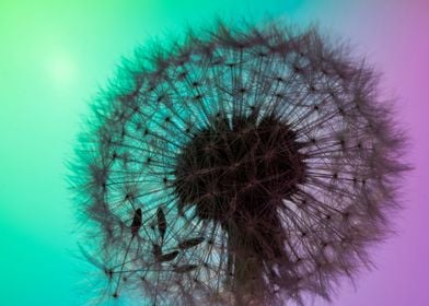 Backlit dandelion