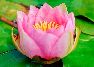 Water Lily