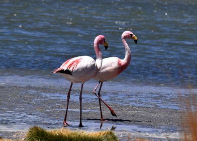 Pink flamingos chillin