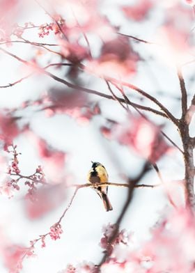 Bird in Sakura