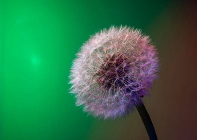 Dandelion head green