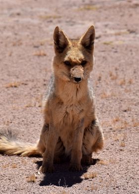 Little desert fox