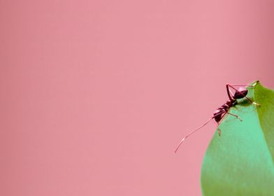 ant