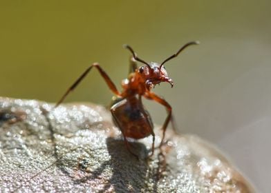 ant