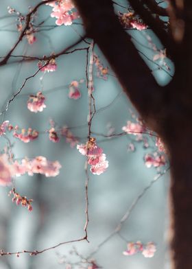 Moody plum tree flower