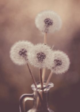 Dandelions-preview-3