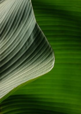 banana tree leaf 2