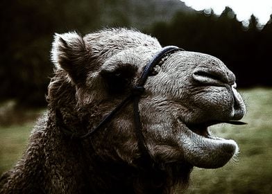 camel Camel 