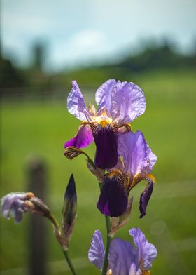 Iris 