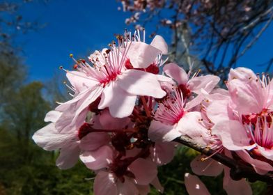 pink cherry blossoms tree