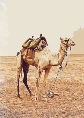 Camel camel