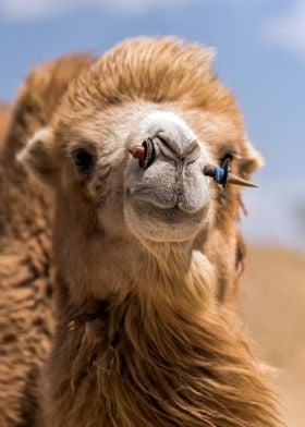 Camel camel