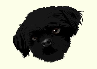 hairy black dogs face