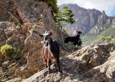 Mountain goats