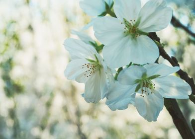 3 White Sakura