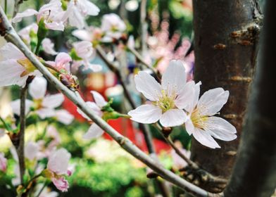 White sakura blossoming