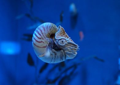 Nautilus