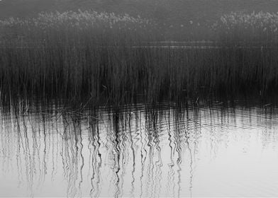 BW Lake Nature Reeds