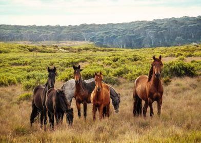 Horses