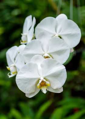 White blossomed flower 2