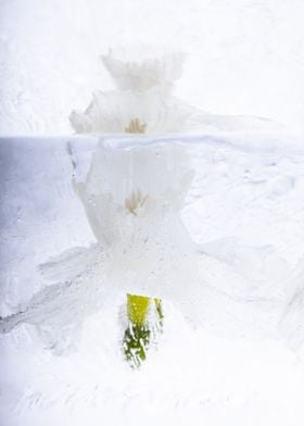 Whits Narcissus in ice 2