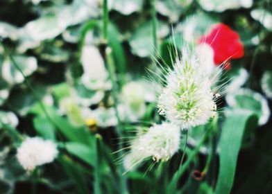 Dandelion