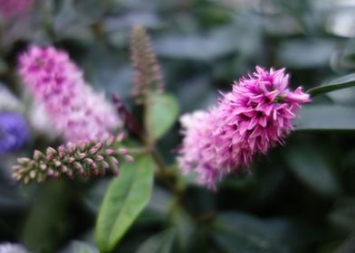 Pink flower