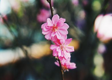 Pink sakura blossoming