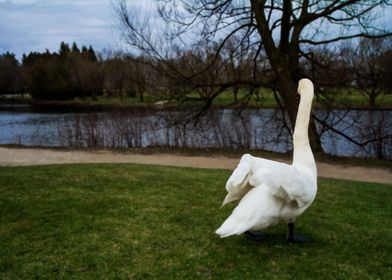 Swan Overview