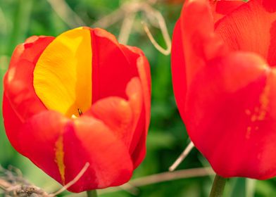 Red yellow tulip