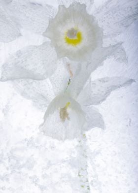 White Narcissus in ice 3