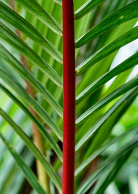 Red palm branch
