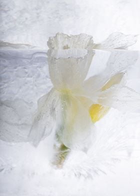 Narcissus in ice 1