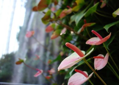 Anthurium Waterfall