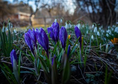 Purple buds in spring