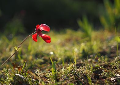Red flower in the grass 