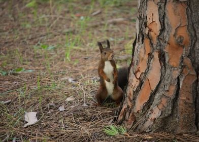 Squirrel Analyzing sounds