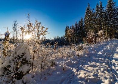 Snowy forest in Sweden